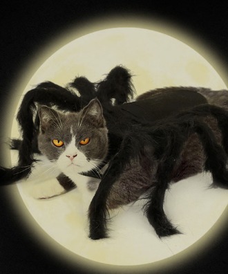 [러비캣] 할로윈 거미 다리 코스튬 강아지 고양이 코스프레 옷