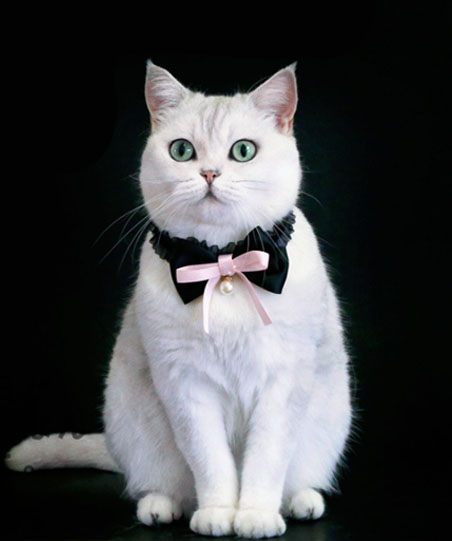 고양이 진주 리본 목걸이 2color